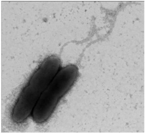 Application of pseudoxanthomonas composti and microbial preparation thereof in biological composting