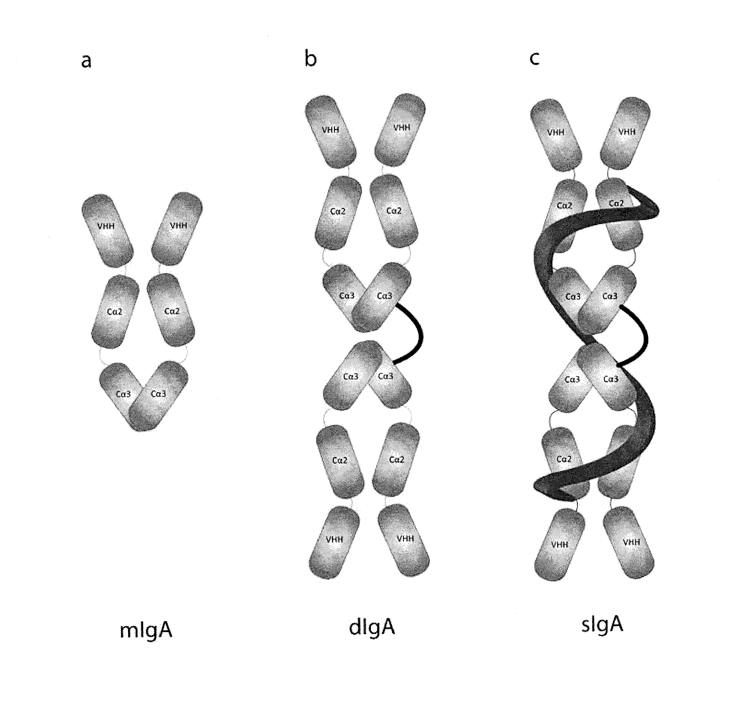 Protective Anti-etec antibody