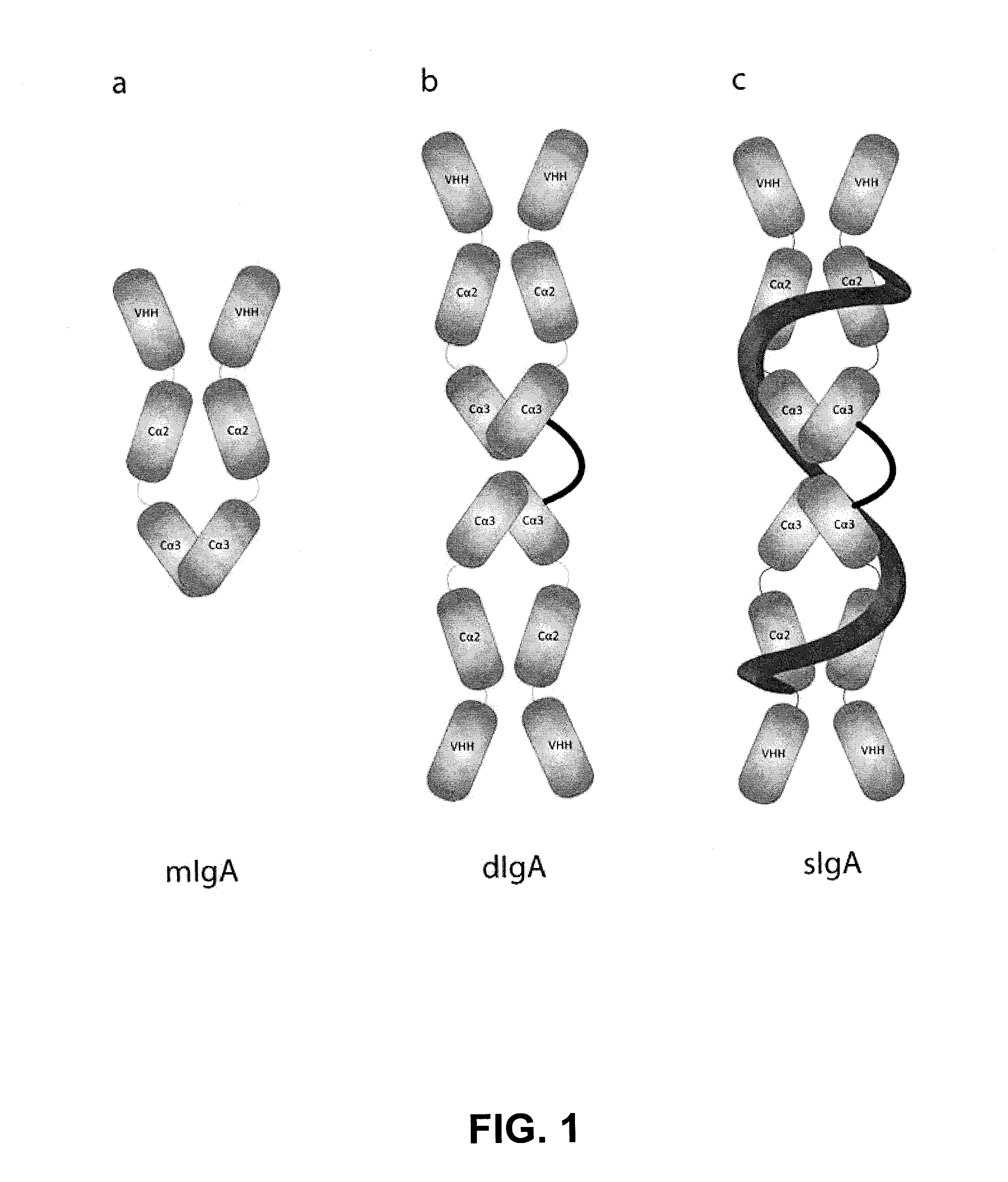 Protective Anti-etec antibody