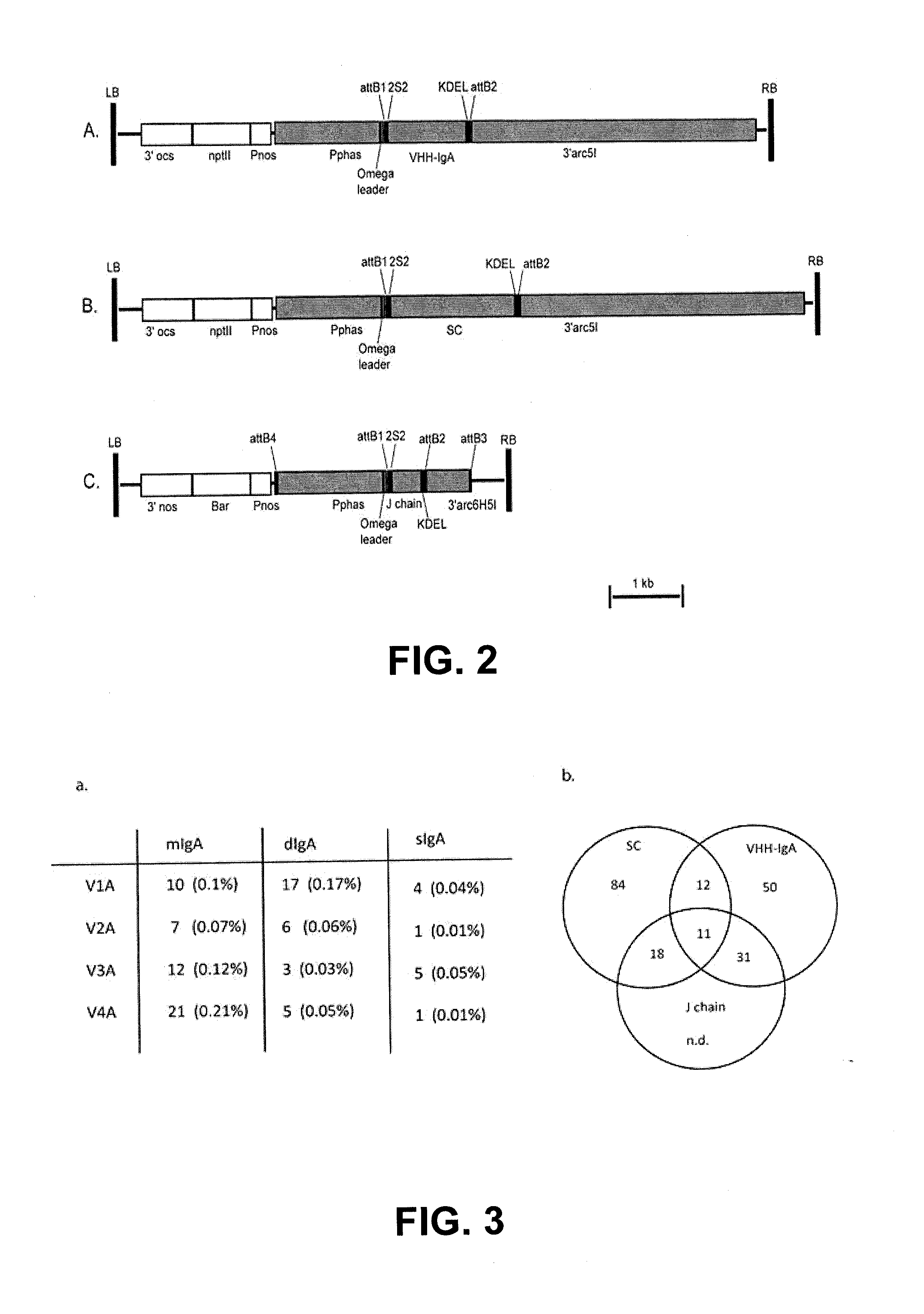 Protective Anti-etec antibody