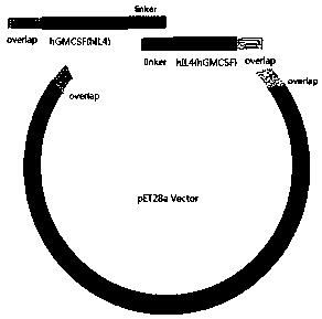 Cell culture container with protein immobilized modifying function