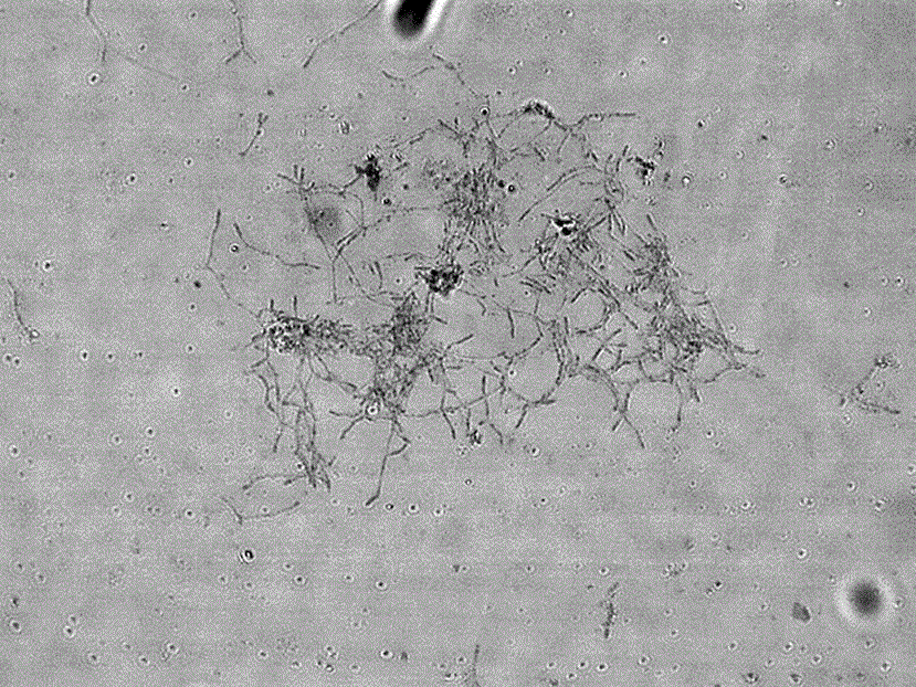 Method for producing norvancomycin through fermentation