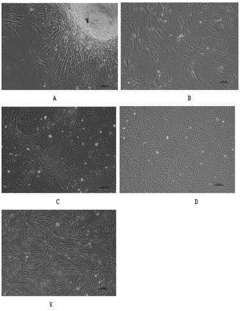 A grass carp swim bladder epithelioid cell line and its application