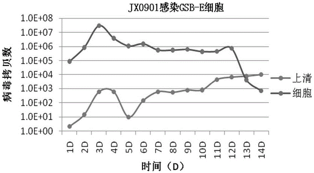 A grass carp swim bladder epithelioid cell line and its application