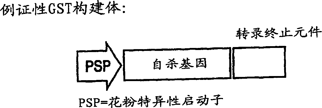 Method and compositions to reduce or eliminate transmission of transgene