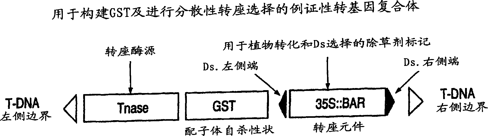 Method and compositions to reduce or eliminate transmission of transgene