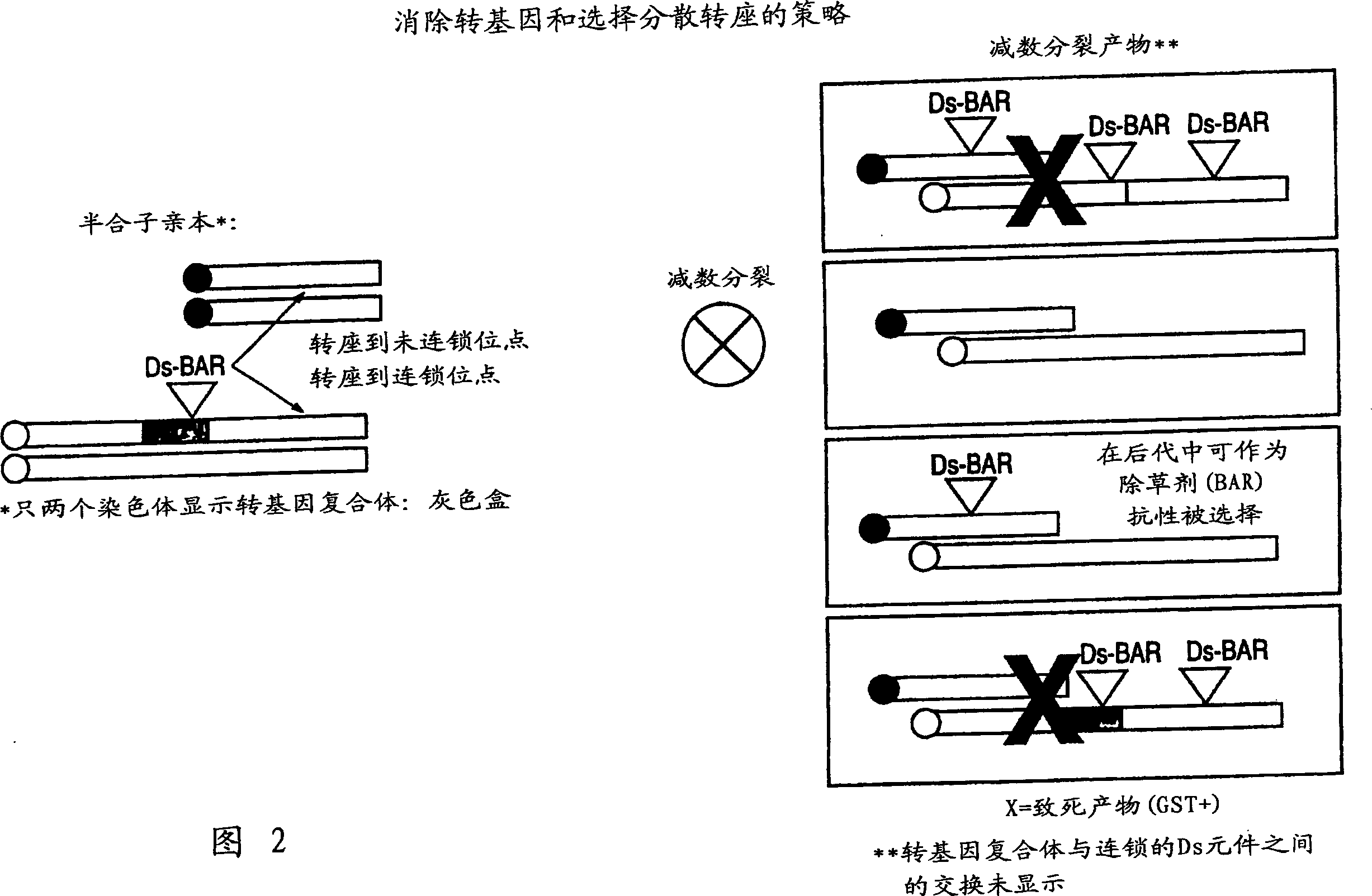 Method and compositions to reduce or eliminate transmission of transgene