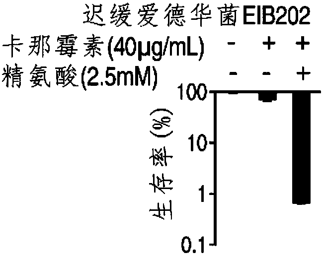 Application of L-arginine in improvement of antibiotics sensitivity of bacteria