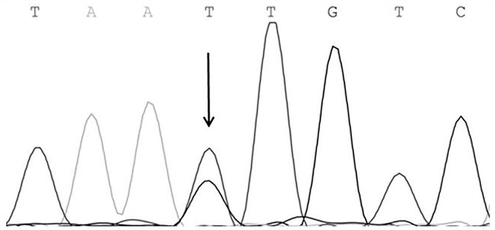 A molecular marker of adpgk gene related to the testis traits of Hu sheep and its application