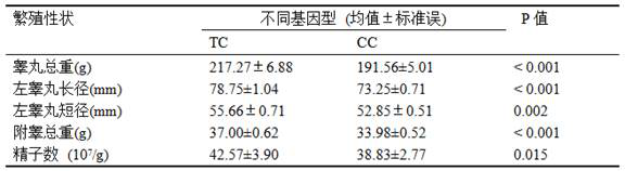 A molecular marker of adpgk gene related to the testis traits of Hu sheep and its application