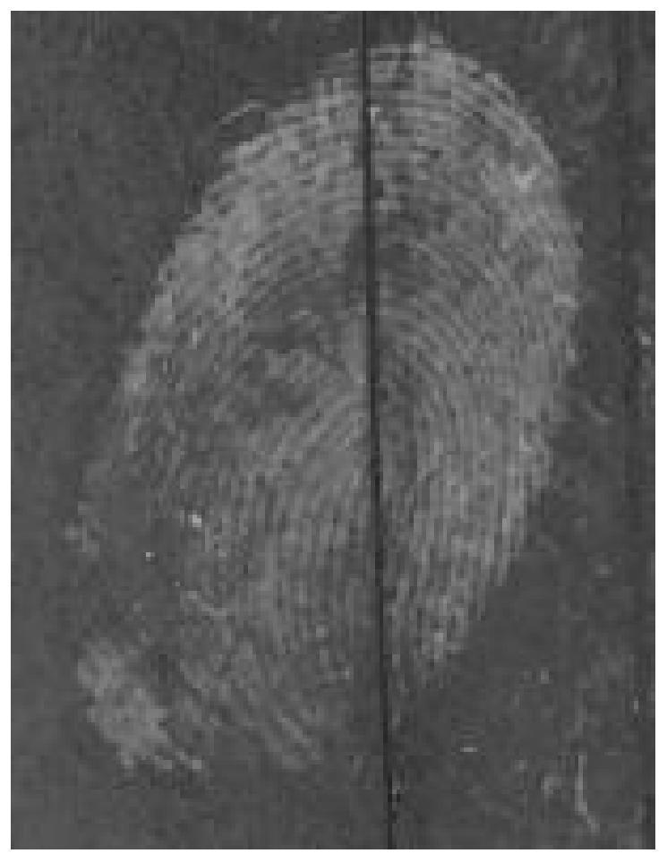 A kind of enzymatic reaction system is used for the method of latent fingerprint revealing