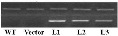 Application of proteins and their related biomaterials in improving plant yield