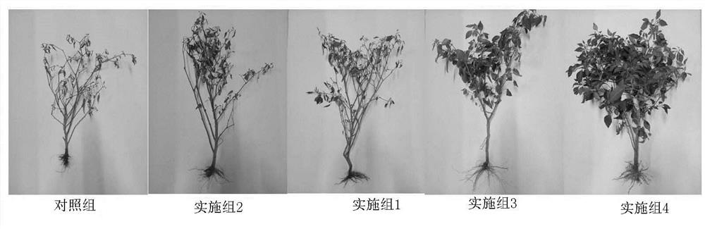 Application of graphene aqueous dispersion in preventing bacterial wilt of crops