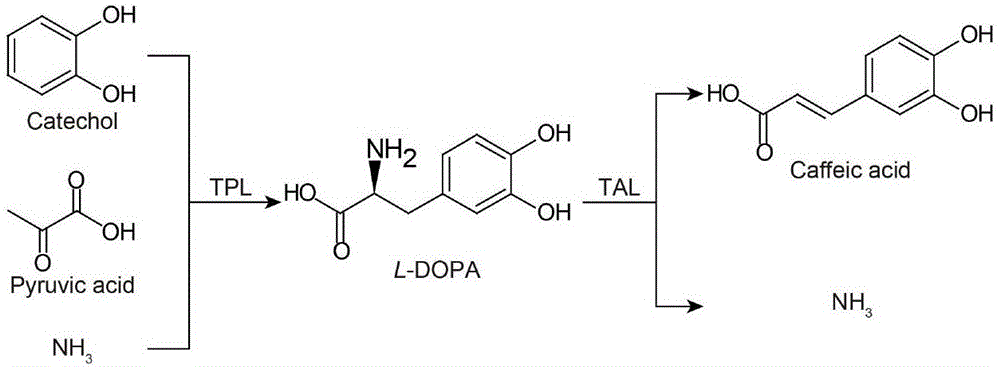 Method for efficient synthesis of caffeic acid with catechol as substrate