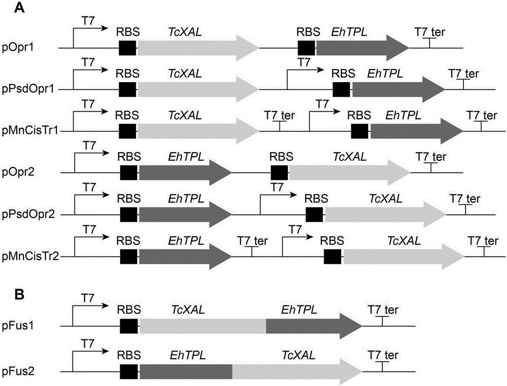 Method for efficient synthesis of caffeic acid with catechol as substrate