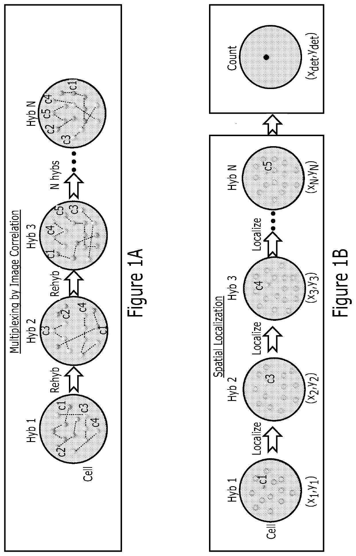 Multiplex analysis of molecules in single cells by image correlation