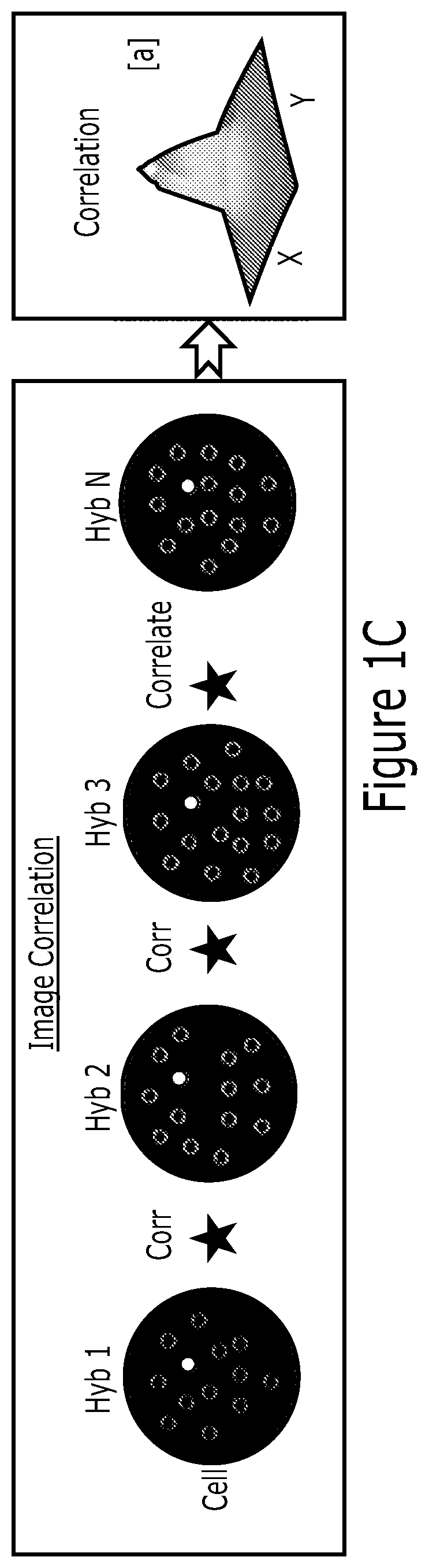 Multiplex analysis of molecules in single cells by image correlation