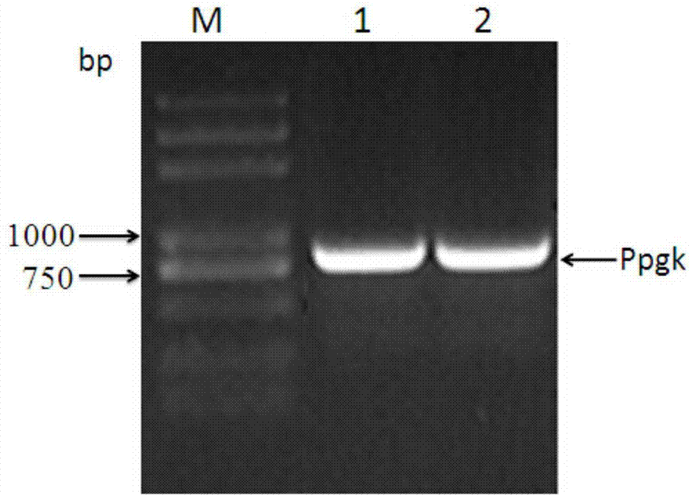 Method for preparing plectasins by saccharomyces cerevisiae