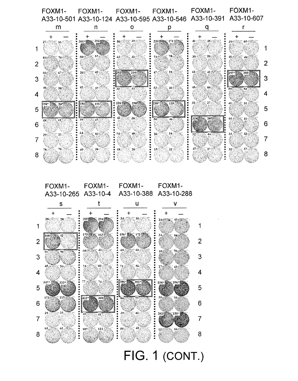 Foxm1-derived peptide, and vaccine including same