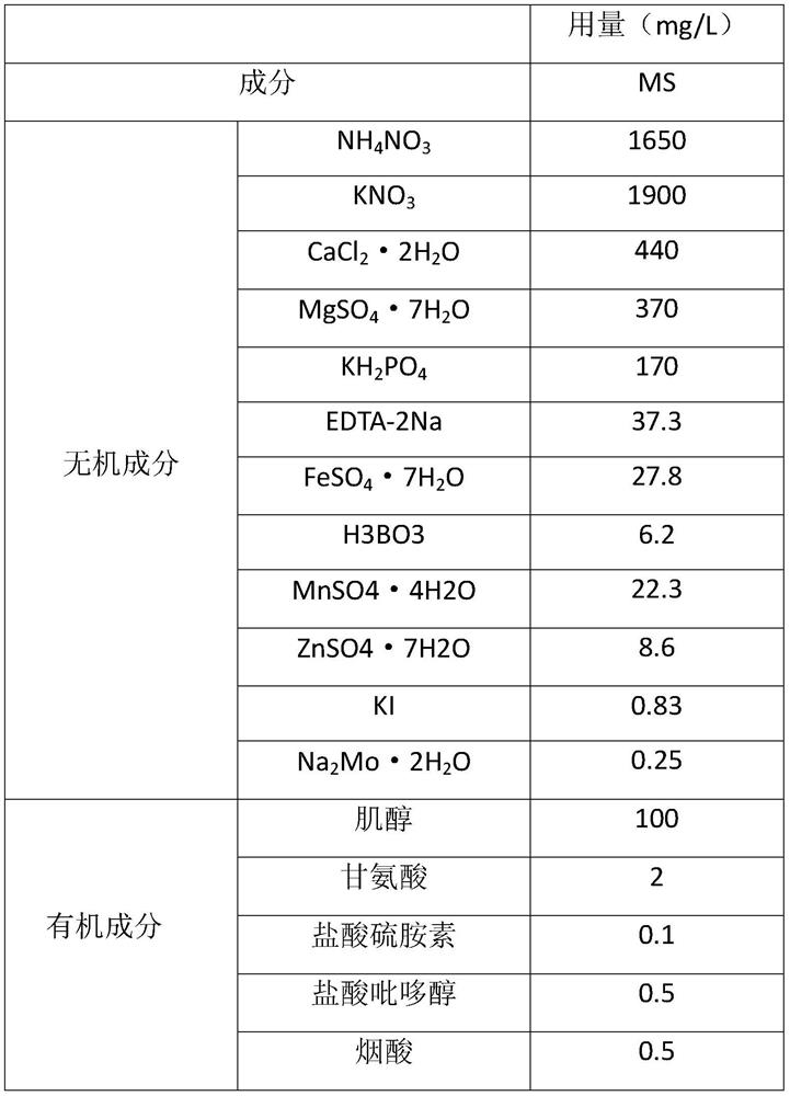 Ginger tissue culture method