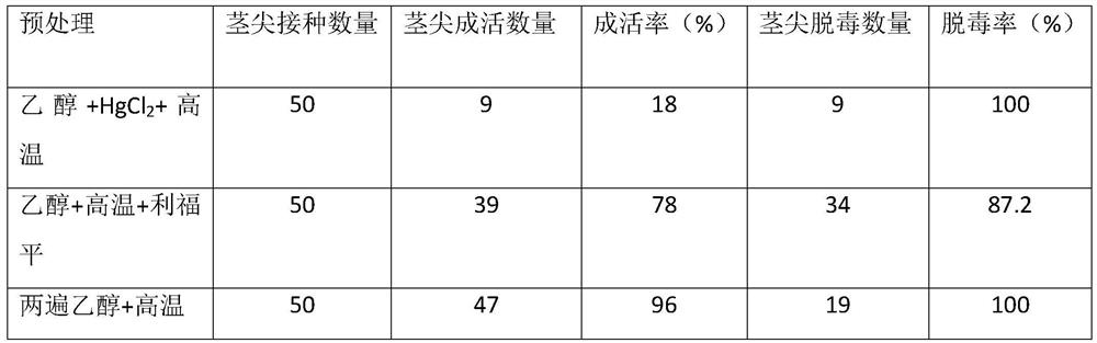 Ginger tissue culture method