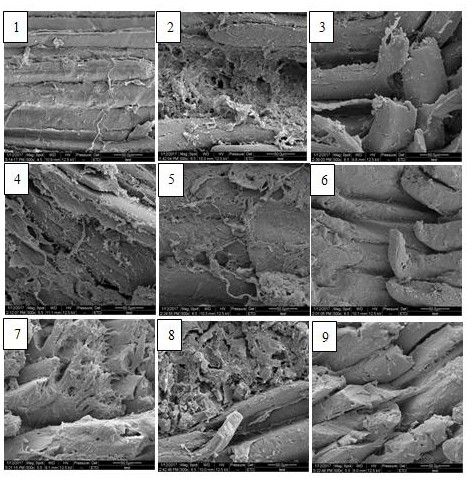 A processing technology for improving the tenderness of spiced money tendon