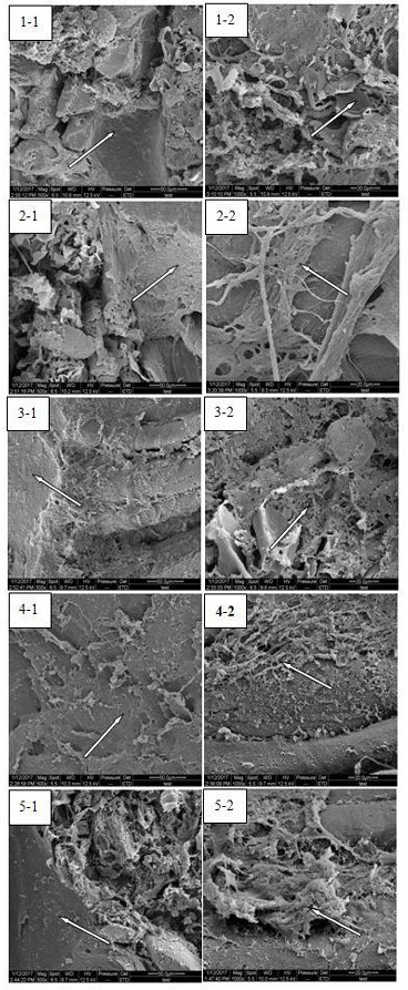 A processing technology for improving the tenderness of spiced money tendon