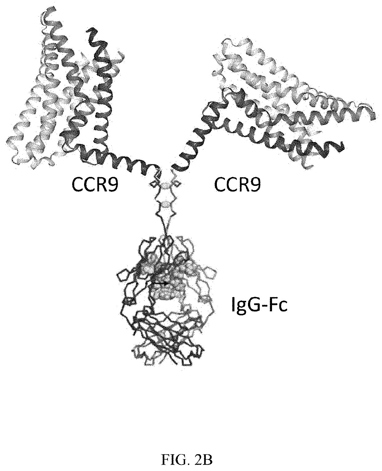 QTY FC fusion receptor proteins