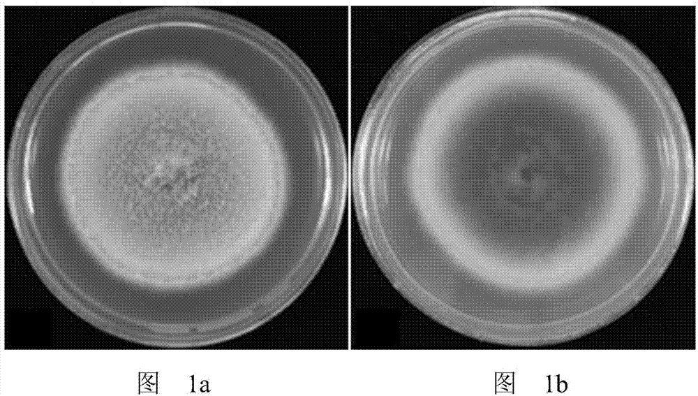 Phoma endophytic fungus and application thereof