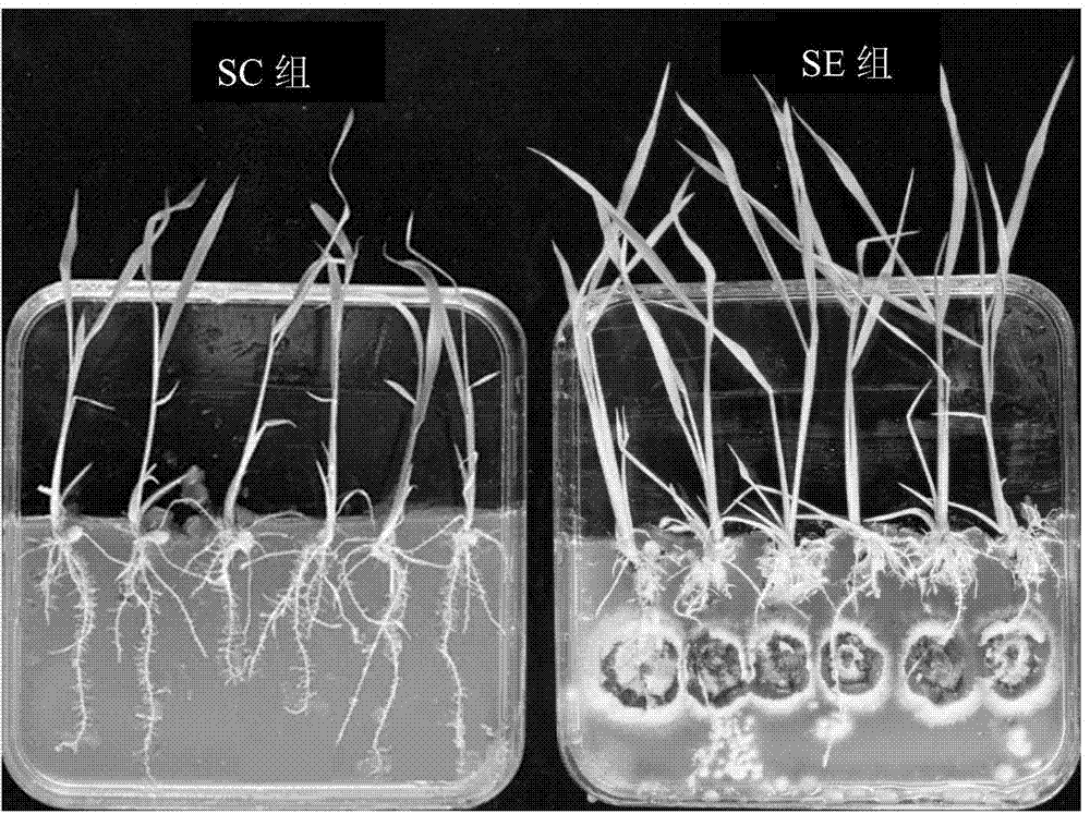 Phoma endophytic fungus and application thereof