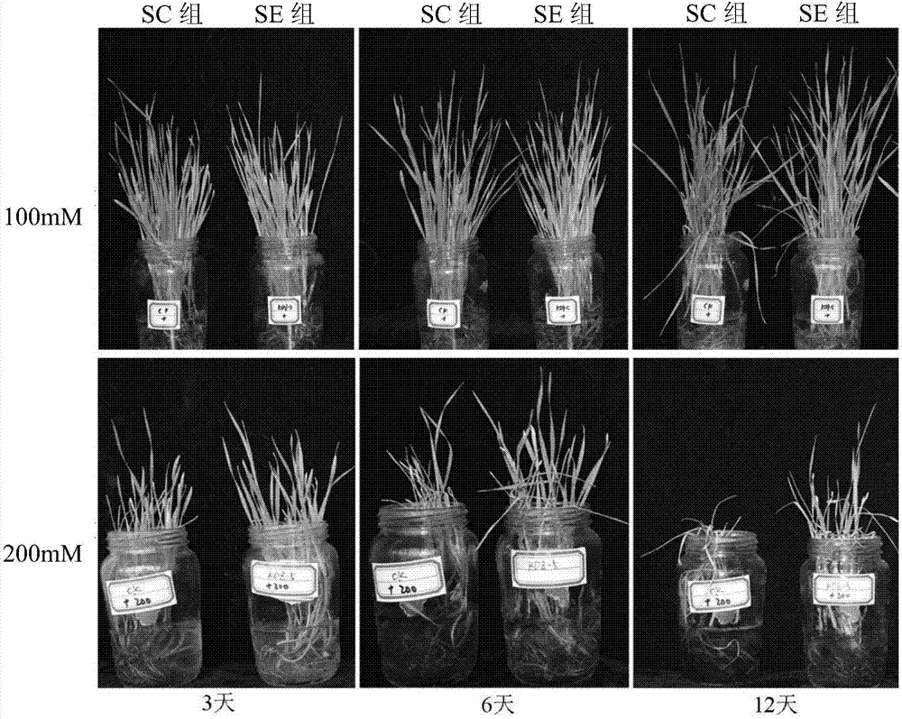 Phoma endophytic fungus and application thereof