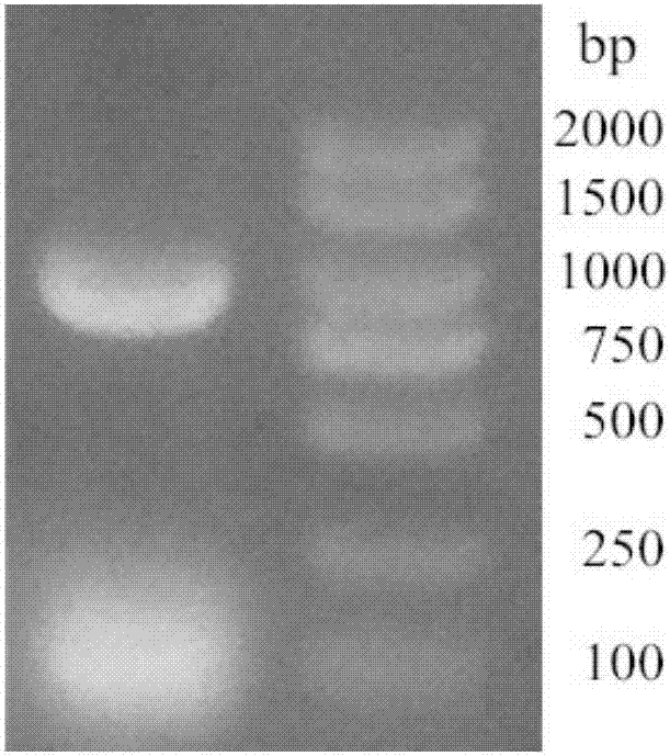 Recombined aldehyde ketoreductase mutant, gene, carrier, engineering bacteria and application of recombined aldehyde ketoreductase mutant