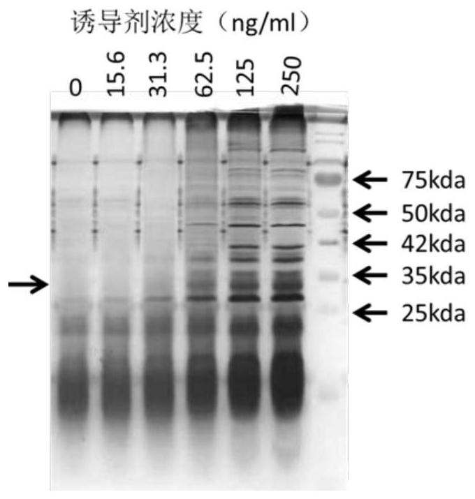 A recombinant expression vector expressing ll-37 polypeptide, recombinant Lactococcus lactis, antiviral drug, construction method and application