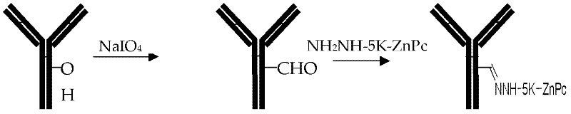 Preparation method and application of tumor-targeted photosensitive immunoconjugate