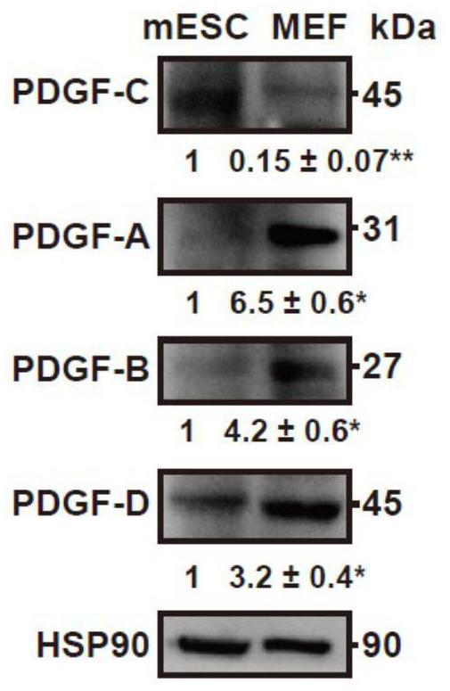 Application of growth factor PDGF-C in maintaining pluripotency of stem cells and culture method and application for promoting pluripotency of stem cells