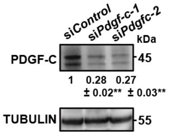 Application of growth factor PDGF-C in maintaining pluripotency of stem cells and culture method and application for promoting pluripotency of stem cells