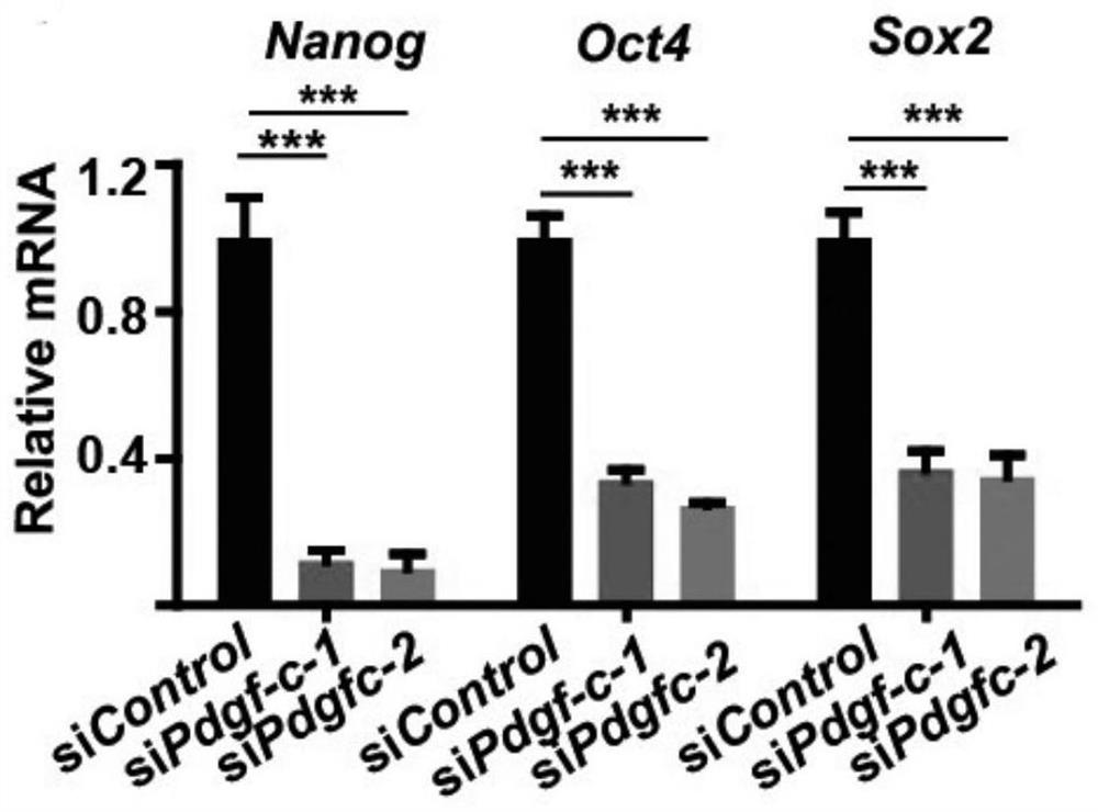 Application of growth factor PDGF-C in maintaining pluripotency of stem cells and culture method and application for promoting pluripotency of stem cells