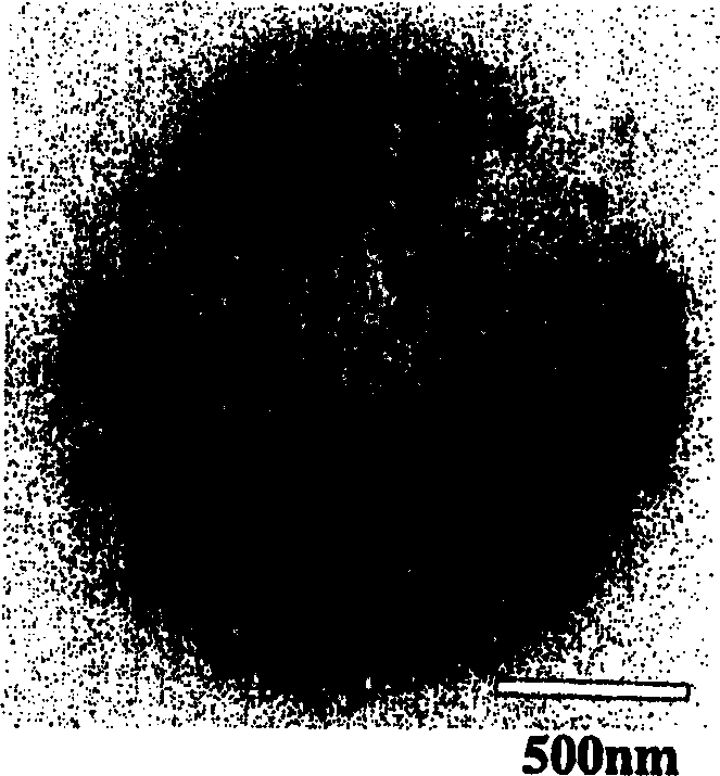 Composite polymer particle and method for preparing same