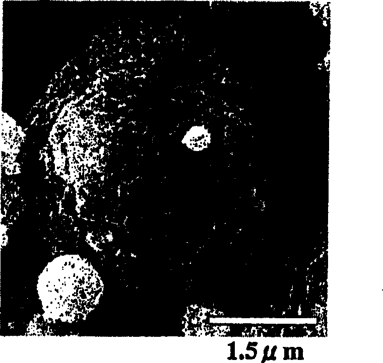 Composite polymer particle and method for preparing same