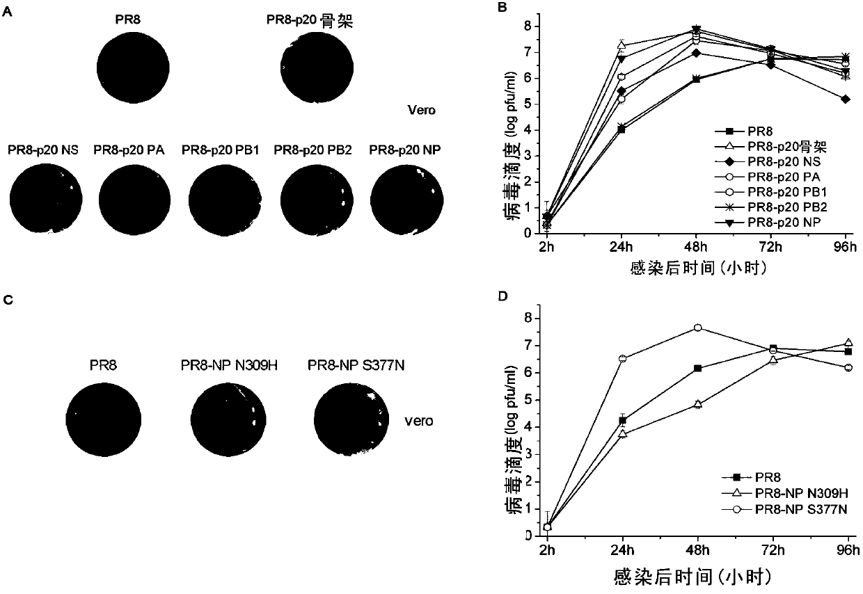 Obtaining method and adaptation site of mammalian cell-adapted strain of influenza A virus vaccine