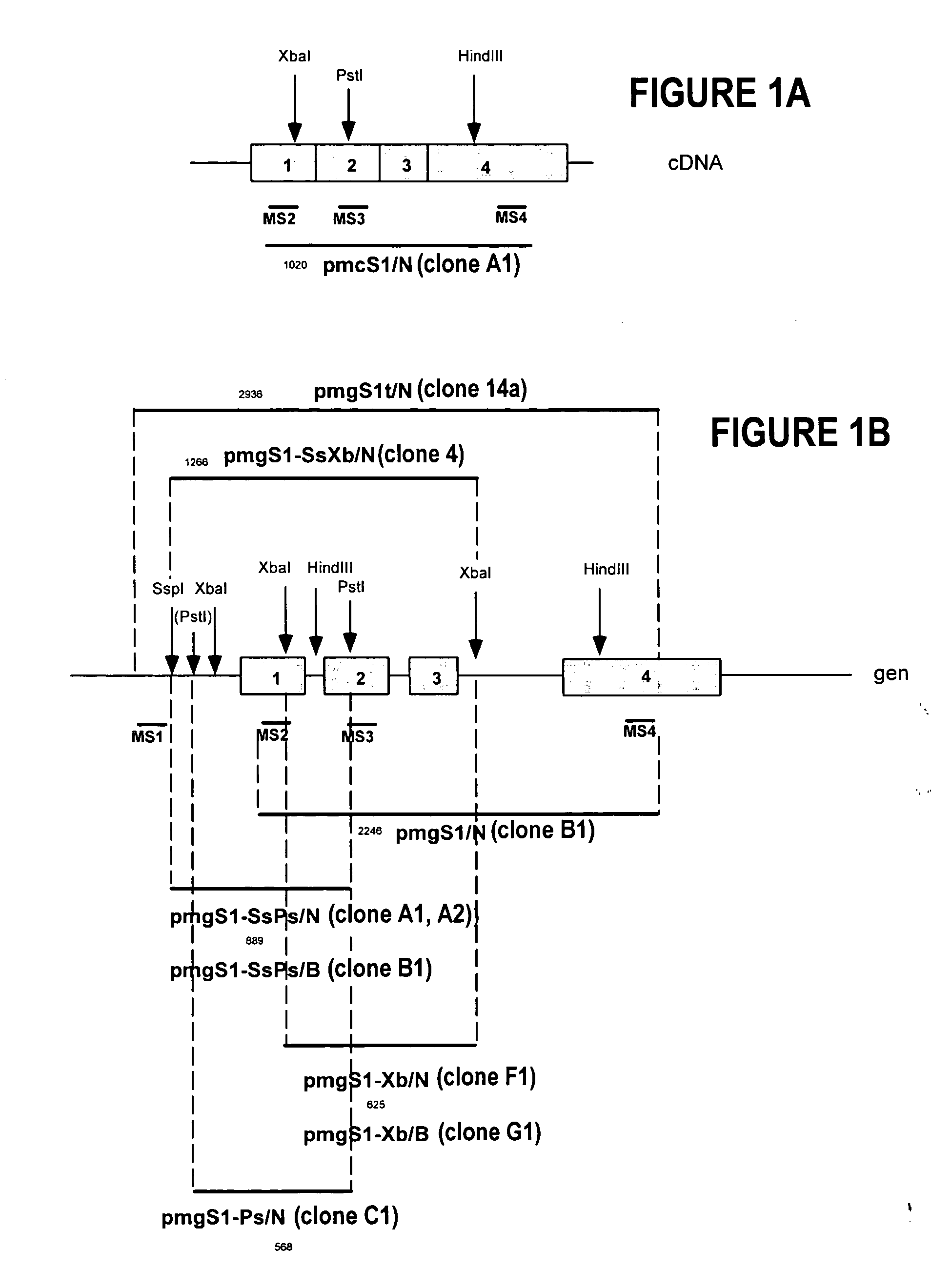 Non-human mutant mammals deficient in Sigma receptors and their applications