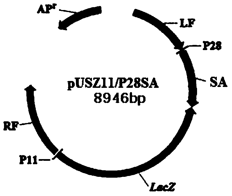 Recombinant porcine pox virus vector vaccine expressing porcine transmissible gastroenteritis virus s protein a site