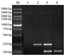 A kind of reagent and detection method capable of specifically detecting mur antigen gene