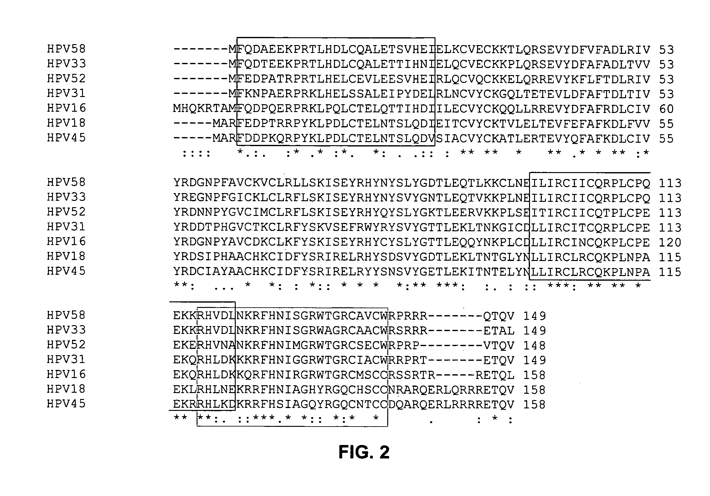 Antibodies for oncogenic strains of HPV and methods of their use