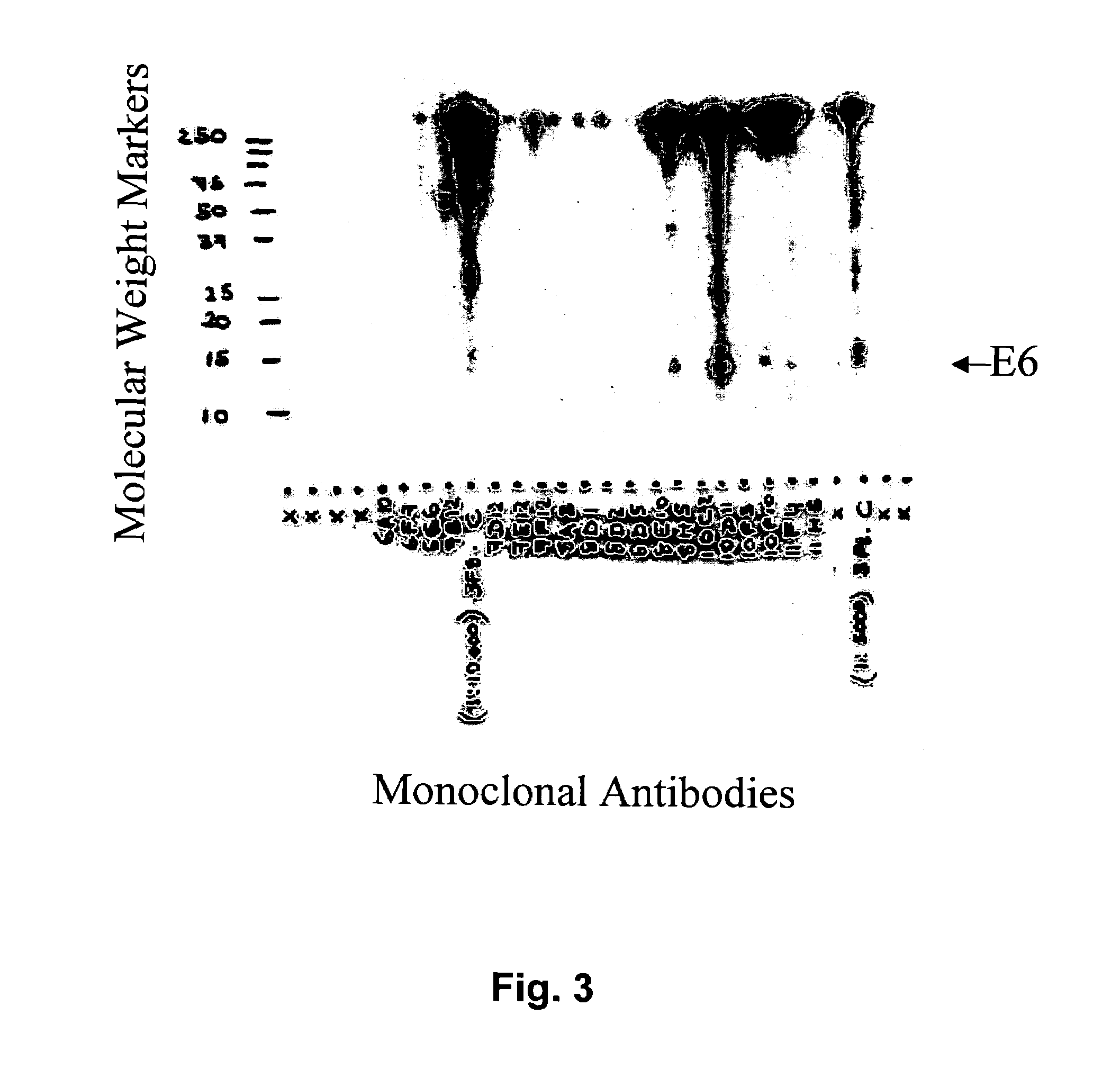 Antibodies for oncogenic strains of HPV and methods of their use