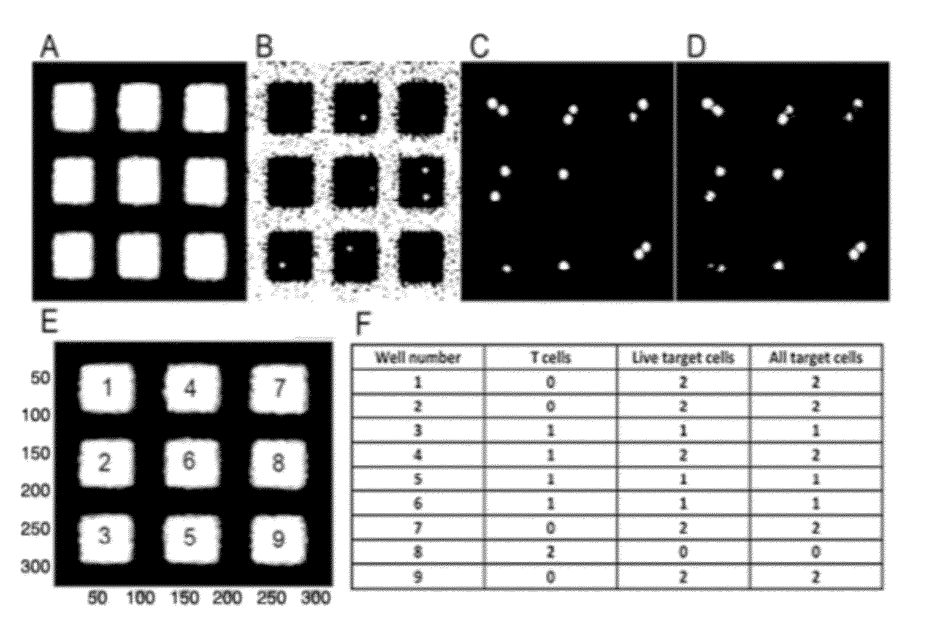 System and Method for Detecting and Quantifying Active T-cells or Natural Killer Cells