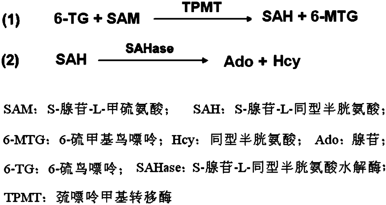 A kind of mercaptopurine methyltransferase enzyme activity detection kit