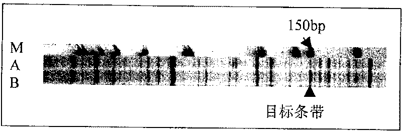 Tea geometrid reverse transcription transposon gene rtp and application thereof