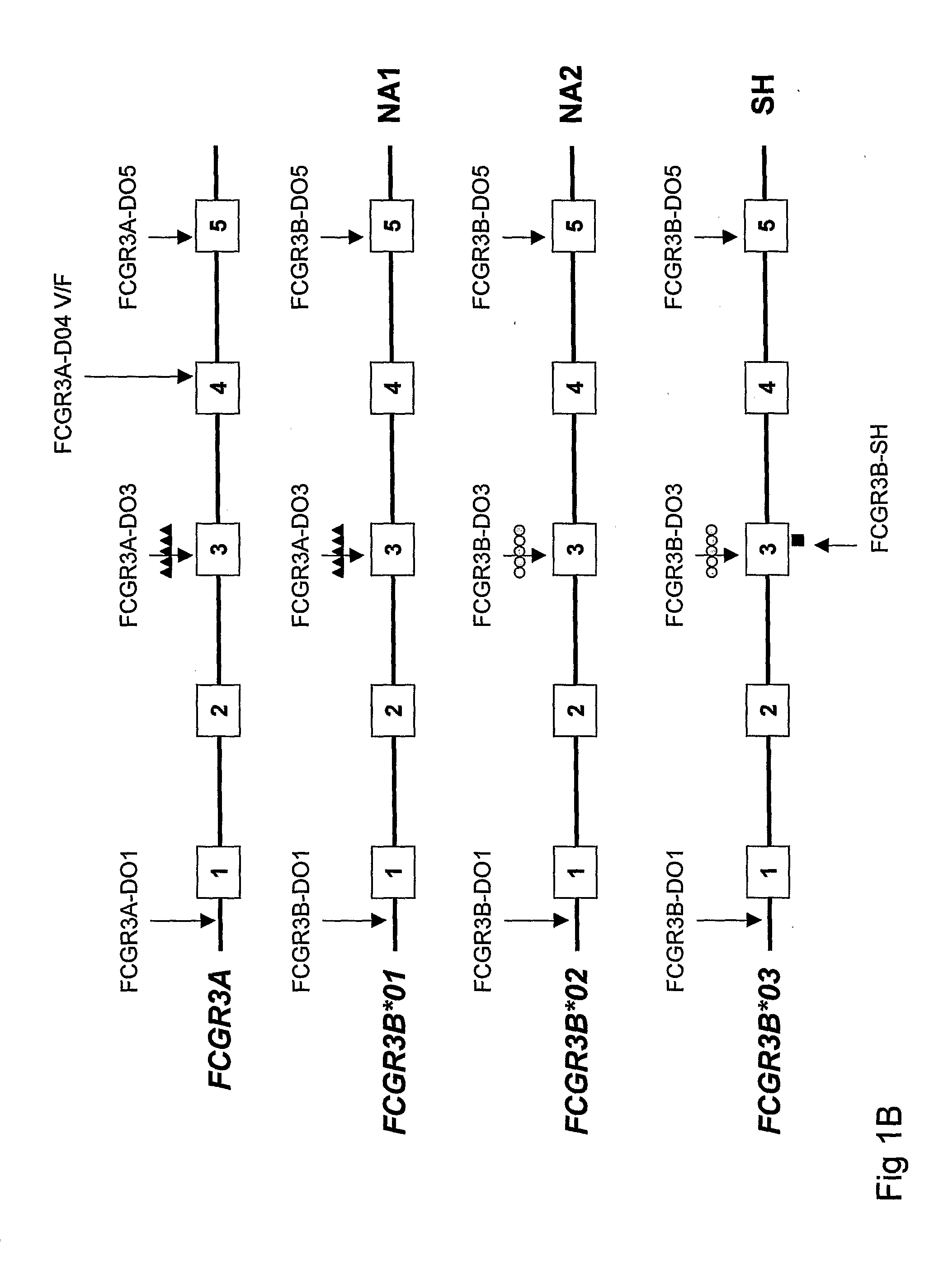 DIAGNOSTIC METHODS INVOLVING DETERMINING GENE COPY NUMBERS AND SNPs IN THE FcyRll/FcyRlll GENE CLUSTER, AND PROBES FOR USE IN SUCH METHODS TO DETECT SUSCEPTIBILITY TO AND TREATMENT EFFICACY IN AUTOIMMUNE DISEASES