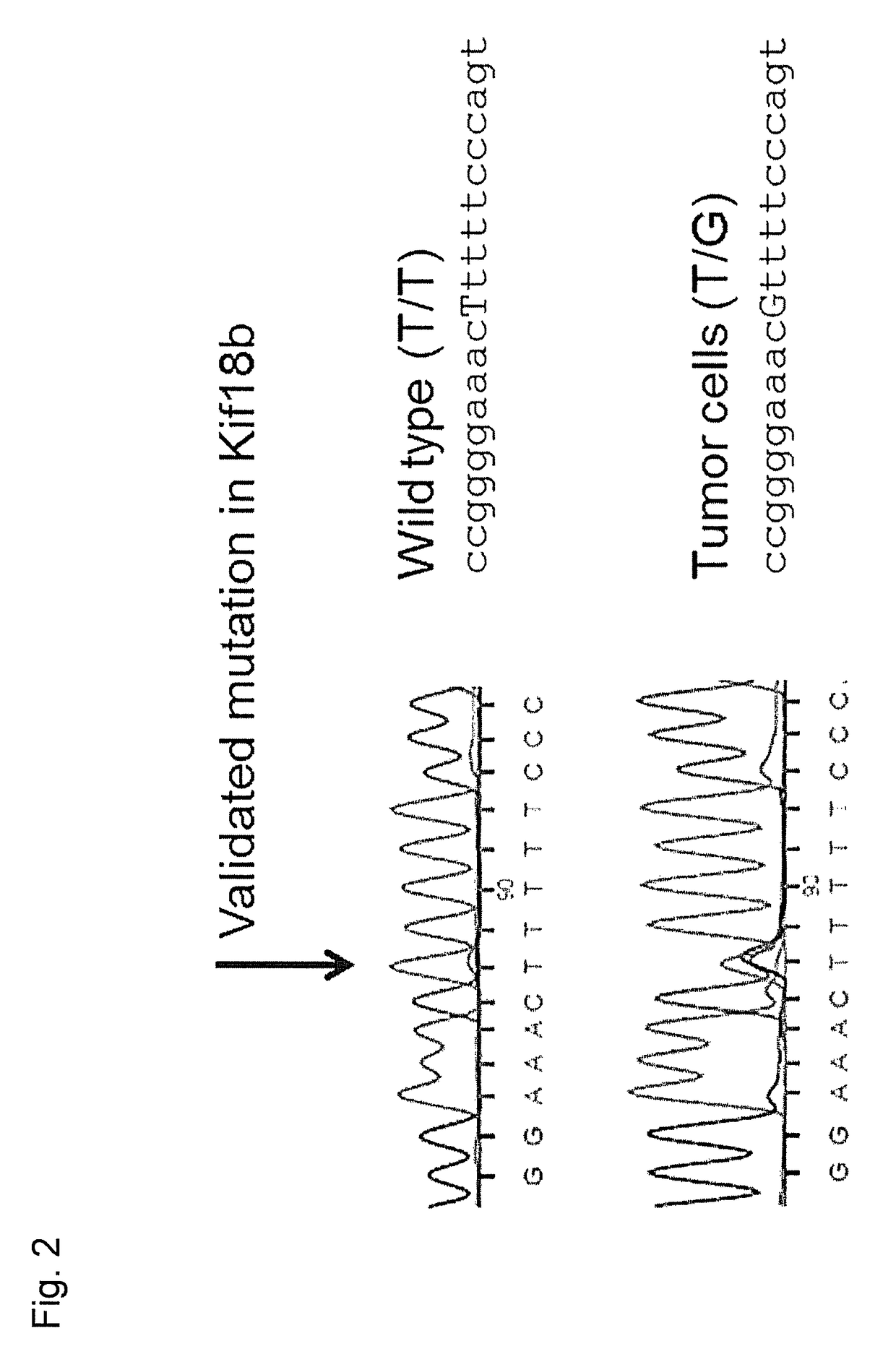 Individualized vaccines for cancer